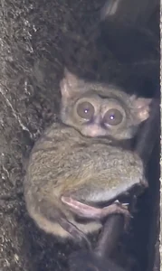 Tarsero de Sulawesi con grandes ojos asomándose en un árbol.