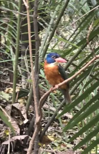 Alción o martín pescador de colores vivos posado en una rama entre la vegetación tropical de Sulawesi.