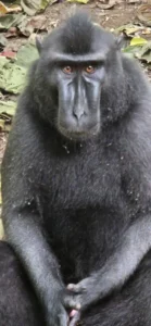 Primer plano de la cara de un macaco negro crestado (Yaki) en la selva.