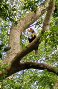 Cálao de Célebes (Aceros cassidix) posado en una rama alta en su hábitat natural.