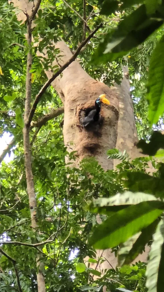 Cálao de Célebes asomándose desde el hueco de un árbol en la selva tropical.