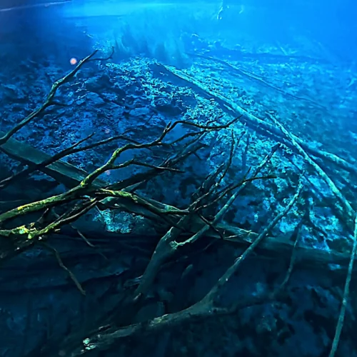 Fotografía submarina de raíces de árboles en las aguas azules y cristalinas del Lago Paisupok, ideal para la práctica de freedive en las Islas Banggai, Indonesia.