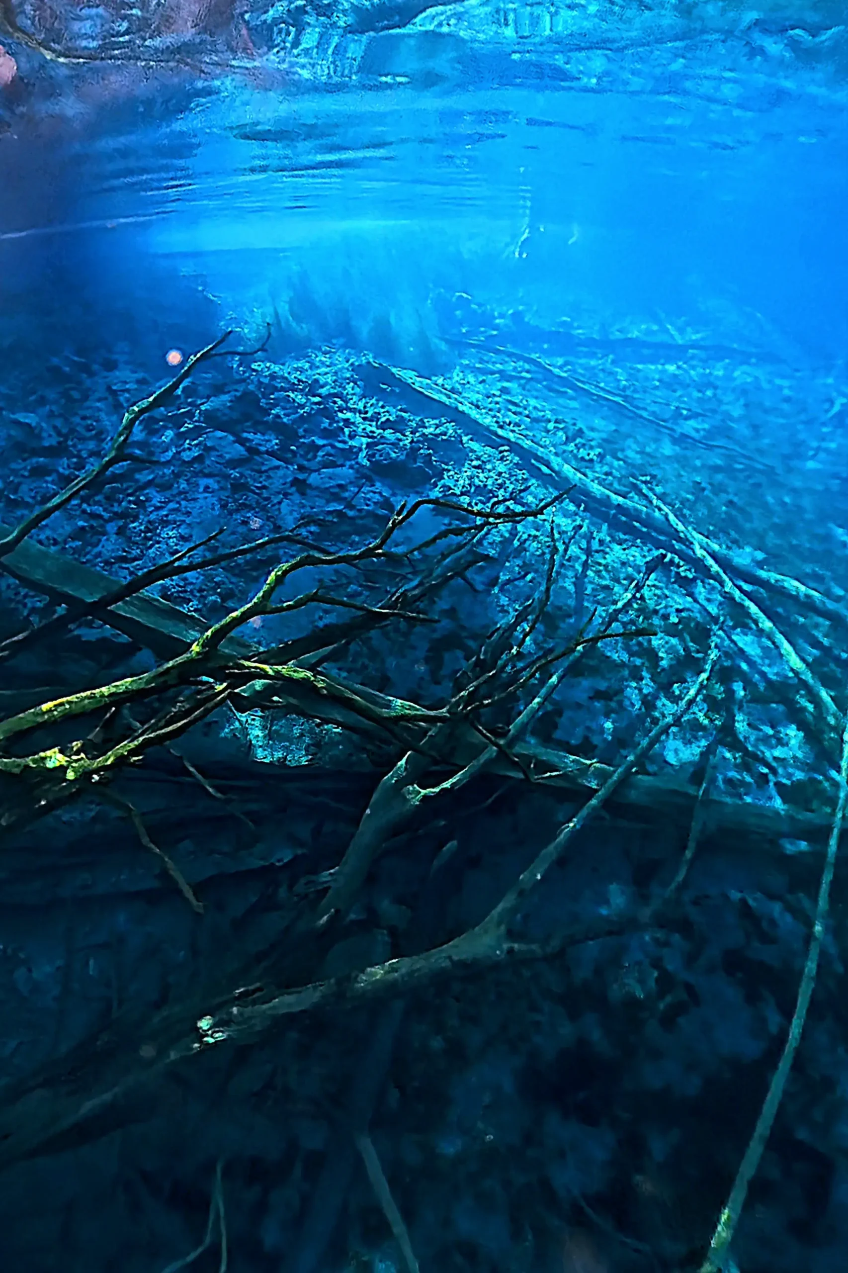 Fotografía submarina de raíces de árboles en las aguas azules y cristalinas del Lago Paisupok, ideal para la práctica de freedive en las Islas Banggai, Indonesia.