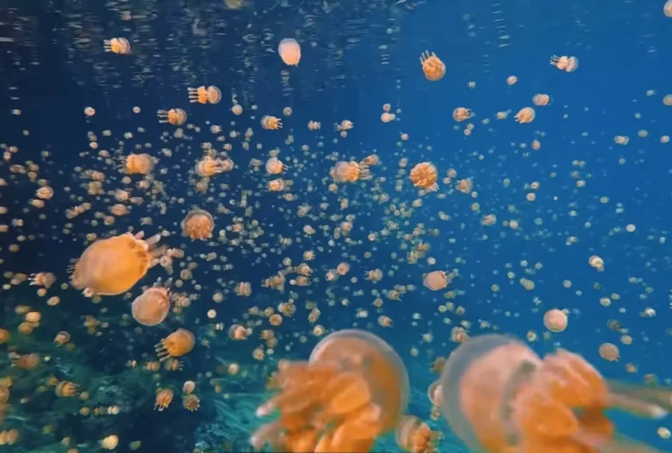 Enjambre de miles de medusas doradas sin aguijón nadando en aguas azules cristalinas en un lago marino cerrado de Indonesia.