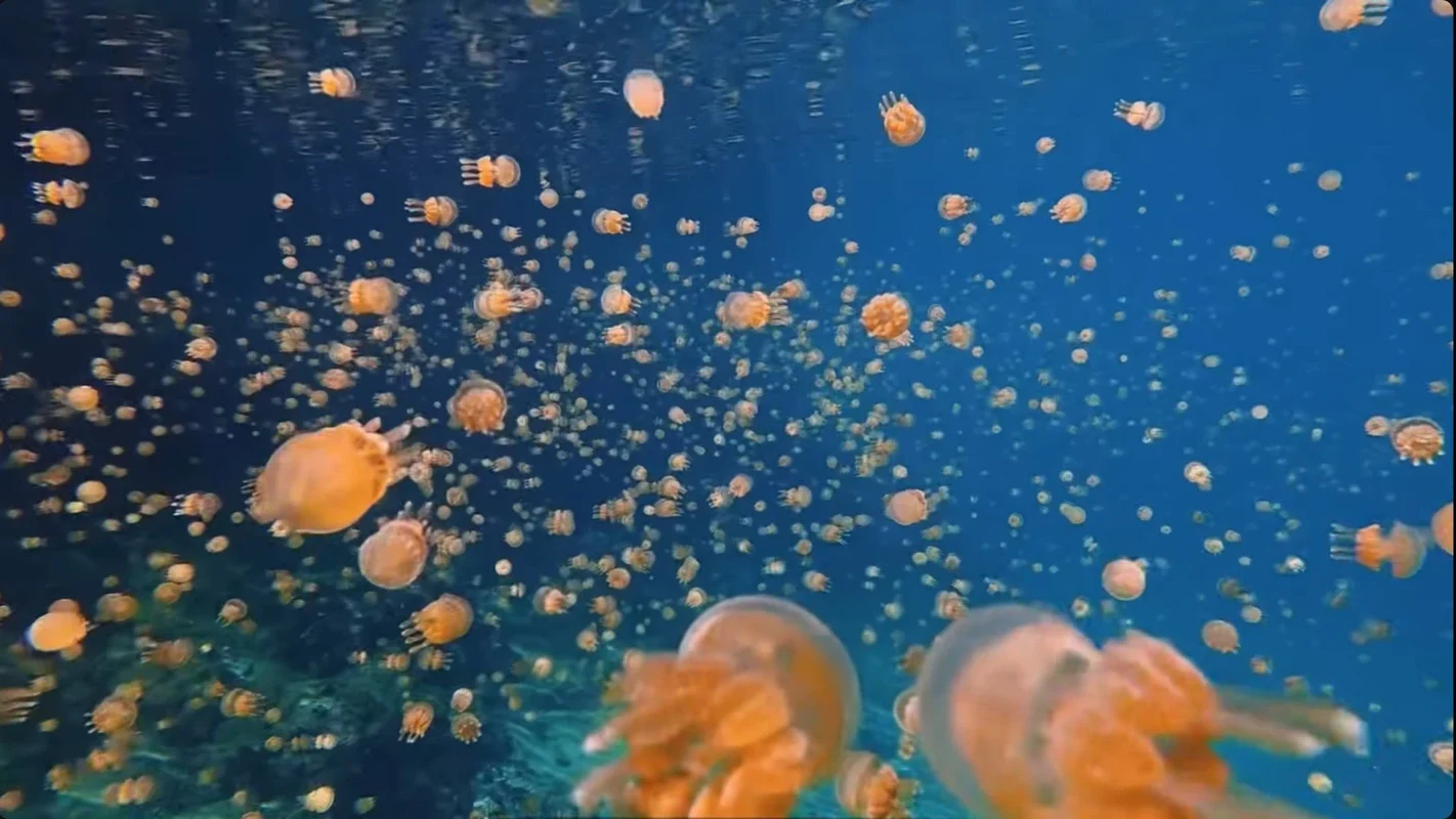Enjambre de miles de medusas doradas sin aguijón nadando en aguas azules cristalinas en un lago marino cerrado de Indonesia.