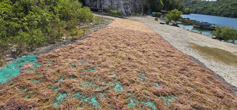 Secado artesanal de alga marina de agar-agar al sol en la aldea pesquera de Mbuang-Mbuang, Banggai Laut.