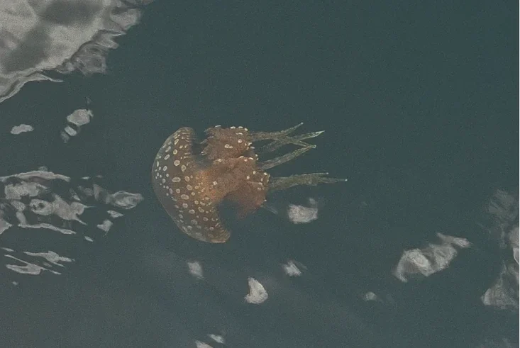 Lago de medusas sin aguijón Danau Ubur-Ubur en la aldea de Mbuang-Mbuang, Islas Banggai.