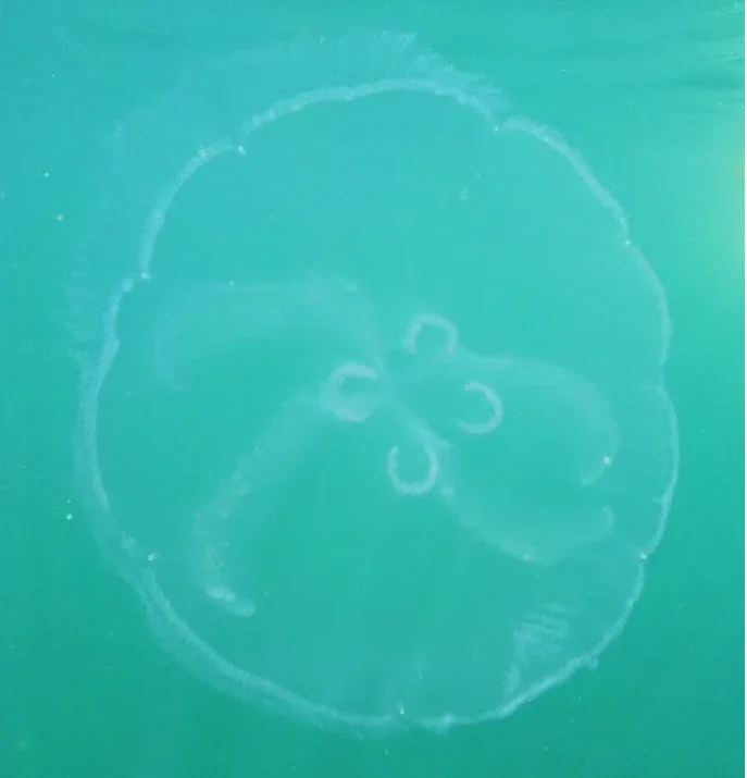 Inmersión de snorkel pasivo sin aletas entre las stingless jellyfish de Célebes Central, Indonesia.