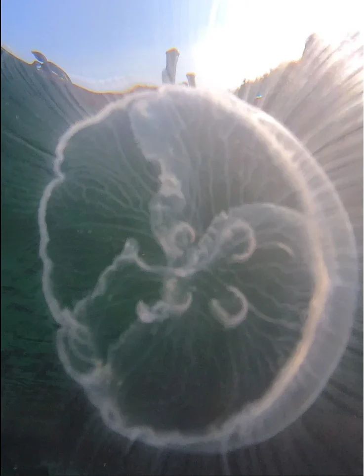 snorkel rodeado de medusas inofensivas en la laguna marina secreta de Labengki.
