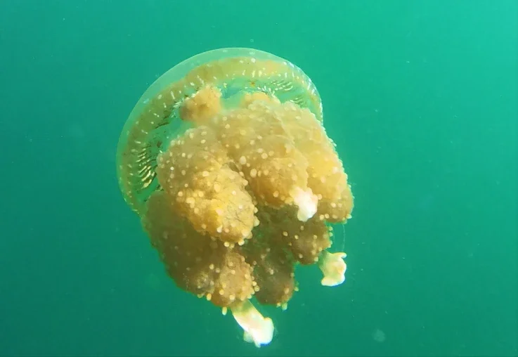 Primer plano de una medusa dorada sin aguijón (Mastigias papua) en un lago marino de Indonesia.