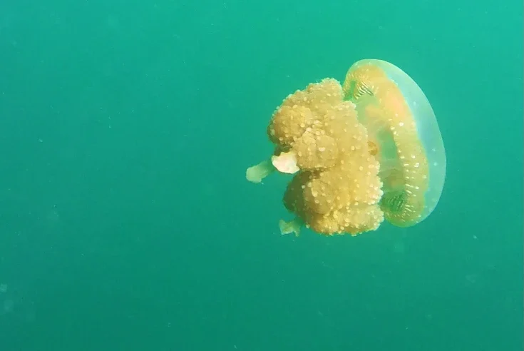 Expedición privada en lancha rápida llegando a los santuarios de medusas sin aguijón en Banggai y Sulawesi.