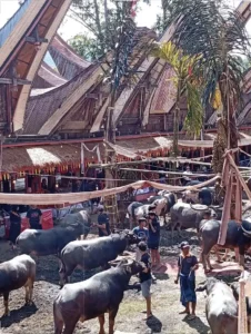 Búfalos reunidos en un recinto ceremonial frente a casas tradicionales Tongkonan en Toraja