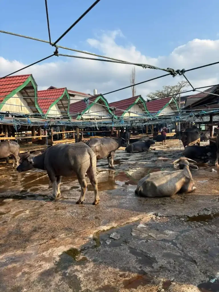 Búfalos en el mercado tradicional de ganado en Rantepao, Tana Toraja.