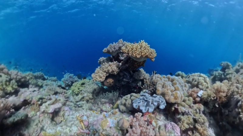 Formaciones de coral y abanicos marinos en el fondo submarino de un punto de freedive y buceo en Wakatobi, Sulawesi.