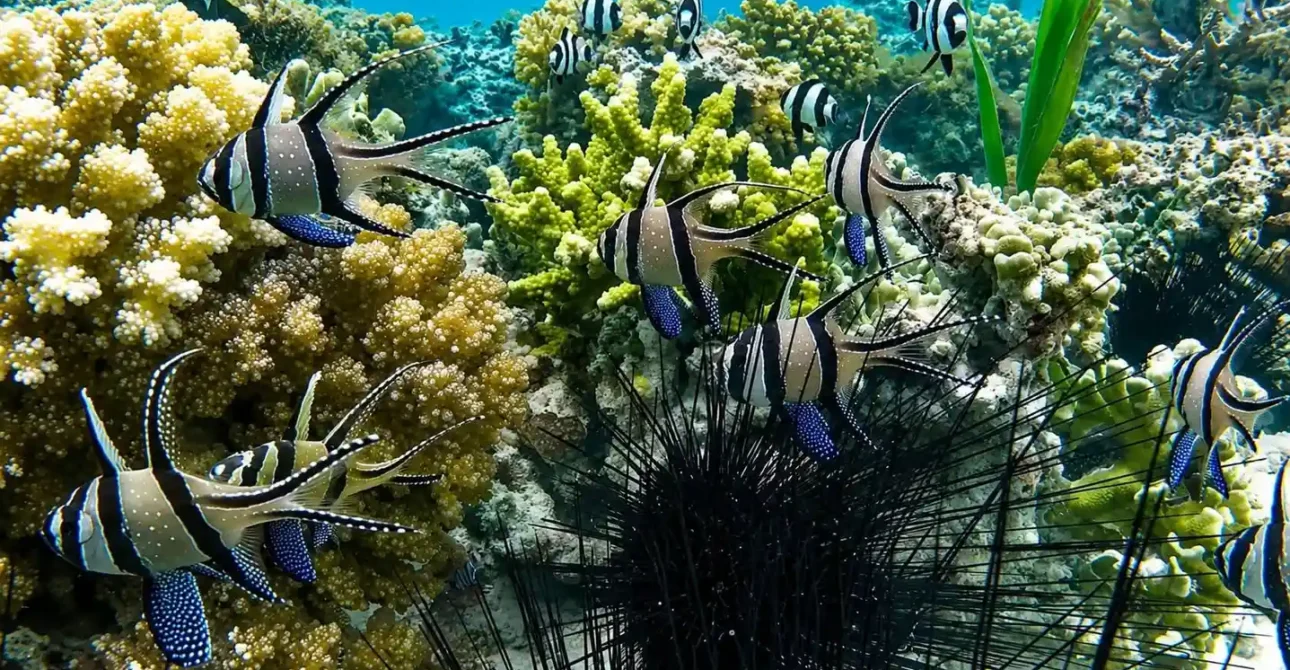 Snorkel con el Pez Cardenal de Banggai (Pterapogon kauderni): Biología, Santuarios y Playas Vírgenes