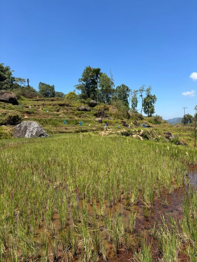 Terrazas de arroz y paisajes rurales en las afueras de Tana Toraja, Sulawesi.